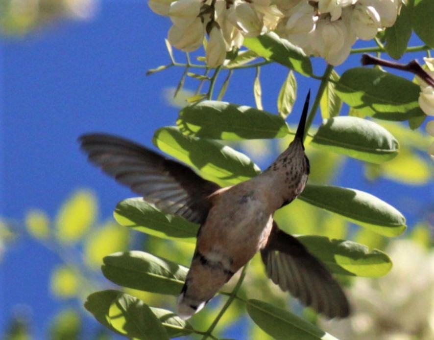 hummingbird sp. - ML326614951