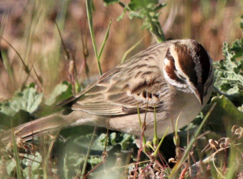 Lark Sparrow - Jenny Rogers