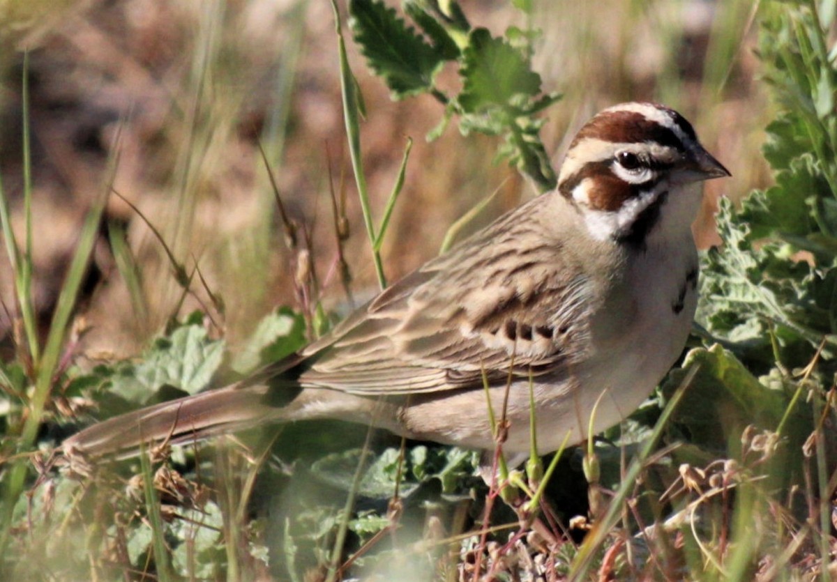 Lark Sparrow - Jenny Rogers