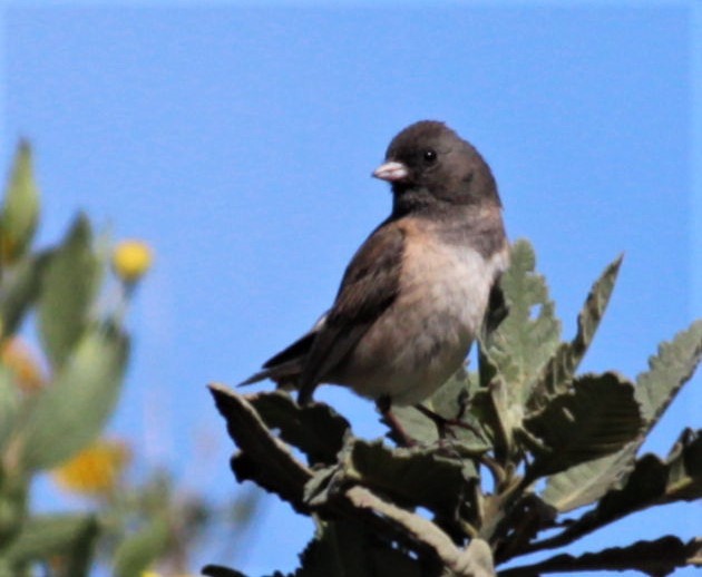 Junco Ojioscuro (grupo oreganus) - ML326615831