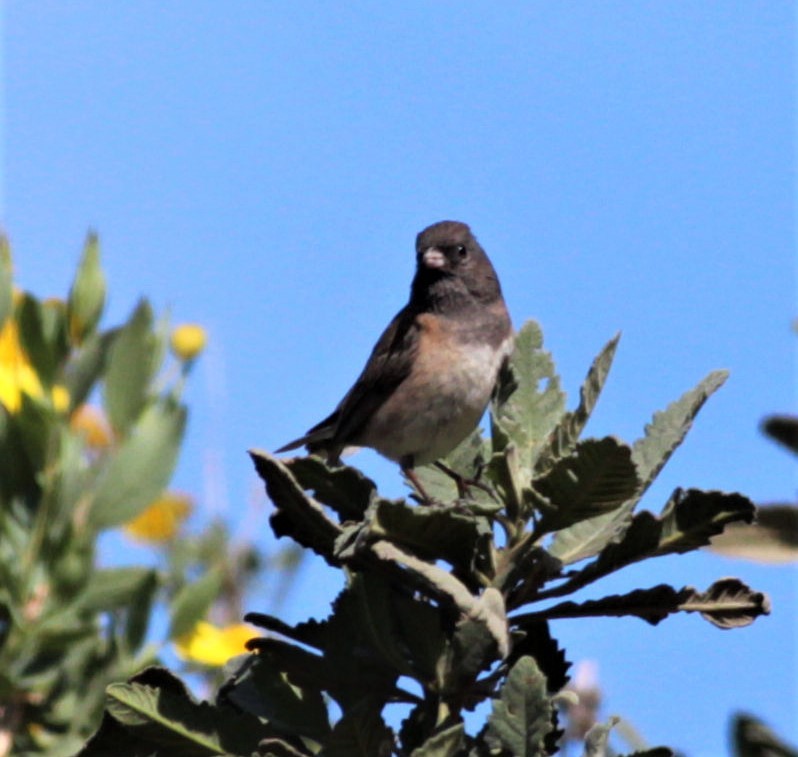 Junco Ojioscuro (grupo oreganus) - ML326615841