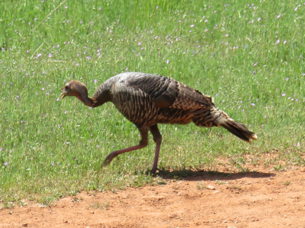 Wild Turkey - ML326615951