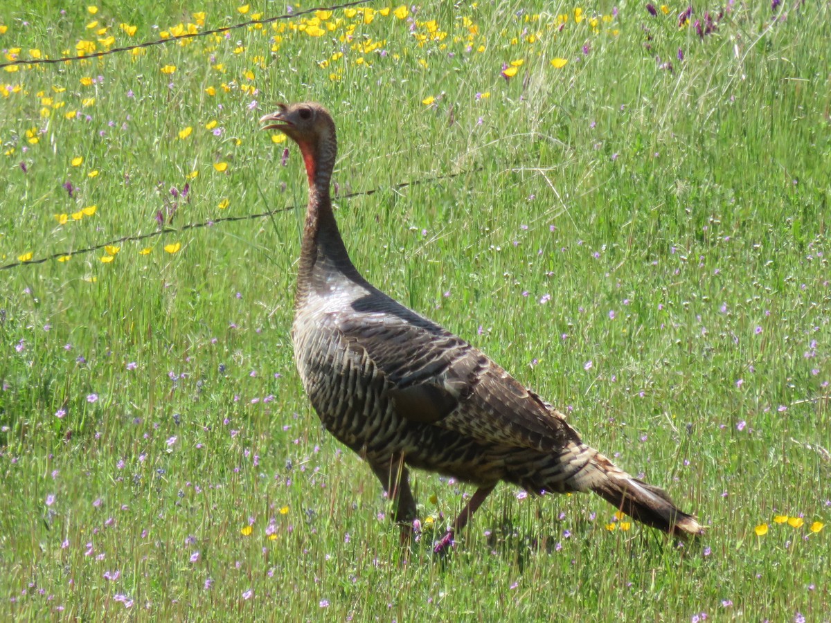 Wild Turkey - ML326616091