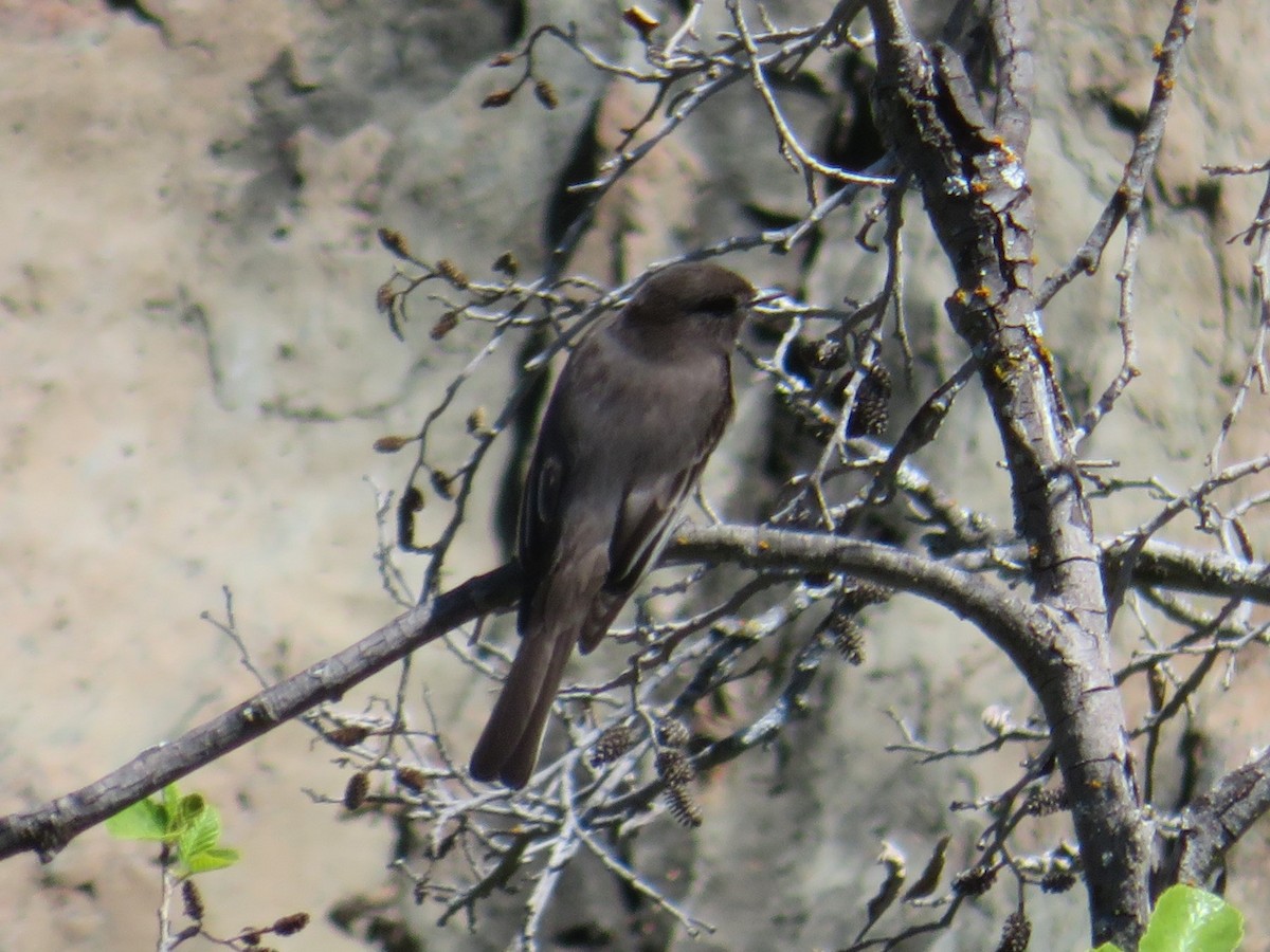 Black Phoebe - ML326616131