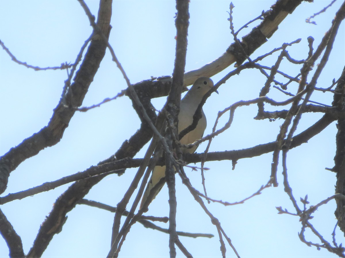 Mourning Dove - ML326616151