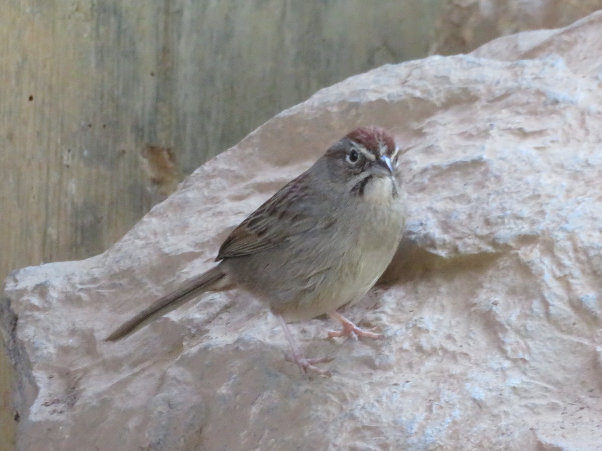 Rufous-crowned Sparrow - ML326616251