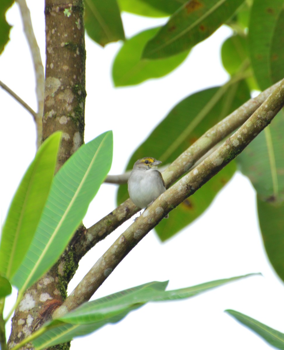 Yellow-browed Sparrow - ML32661681