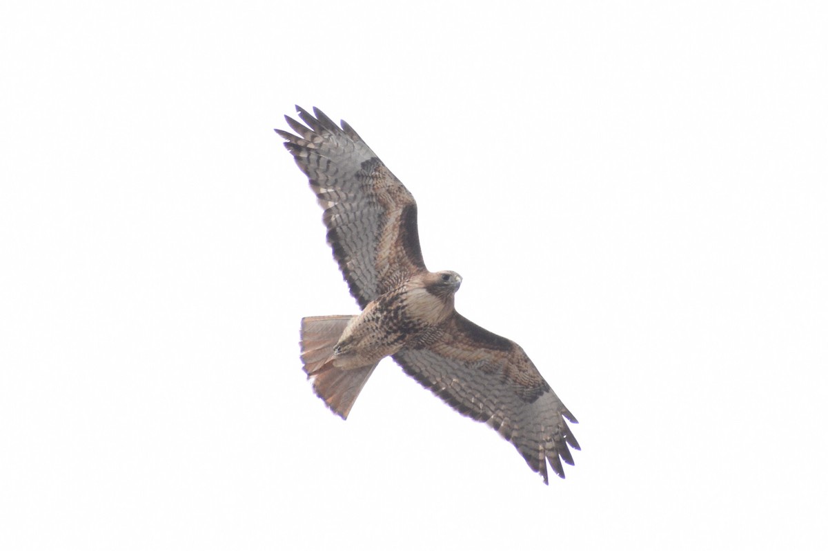 Red-tailed Hawk - ML326617501