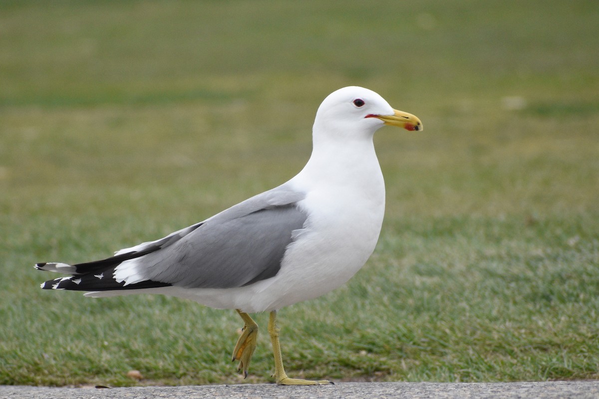 California Gull - ML326617571