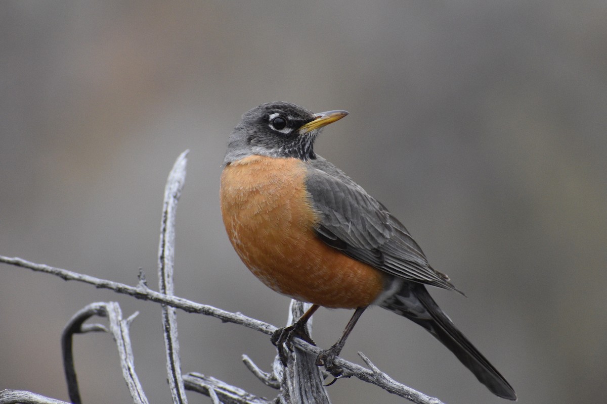 American Robin - ML326617611