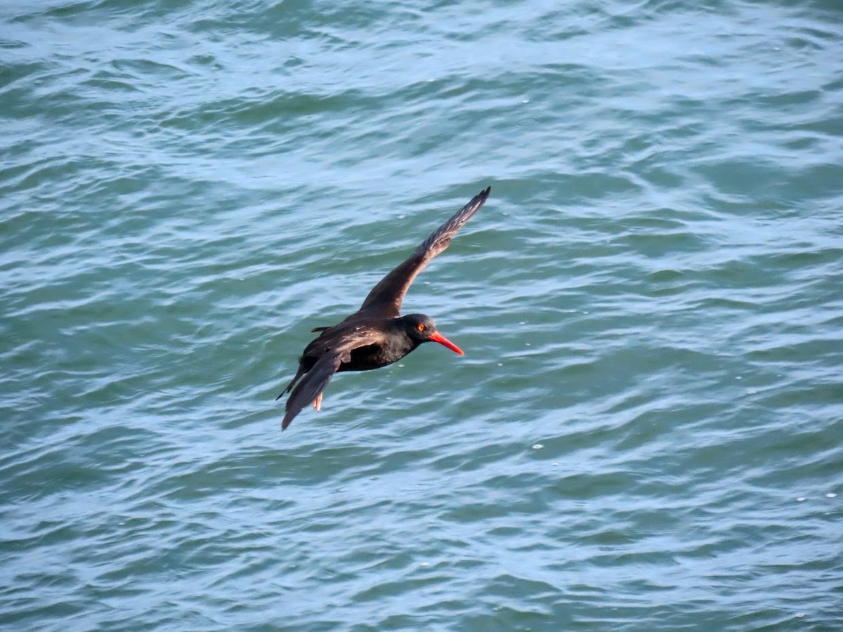 Black Oystercatcher - ML326618761