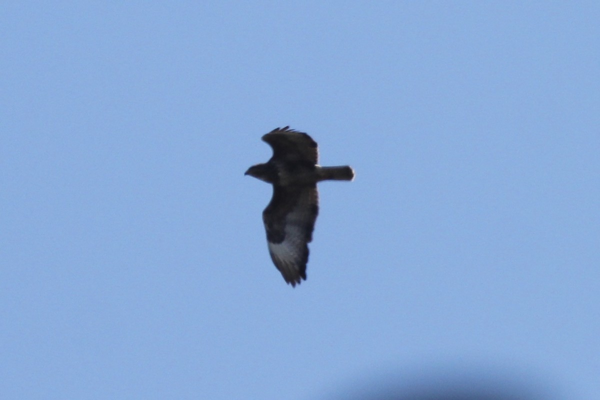 Common Buzzard - ML326620671