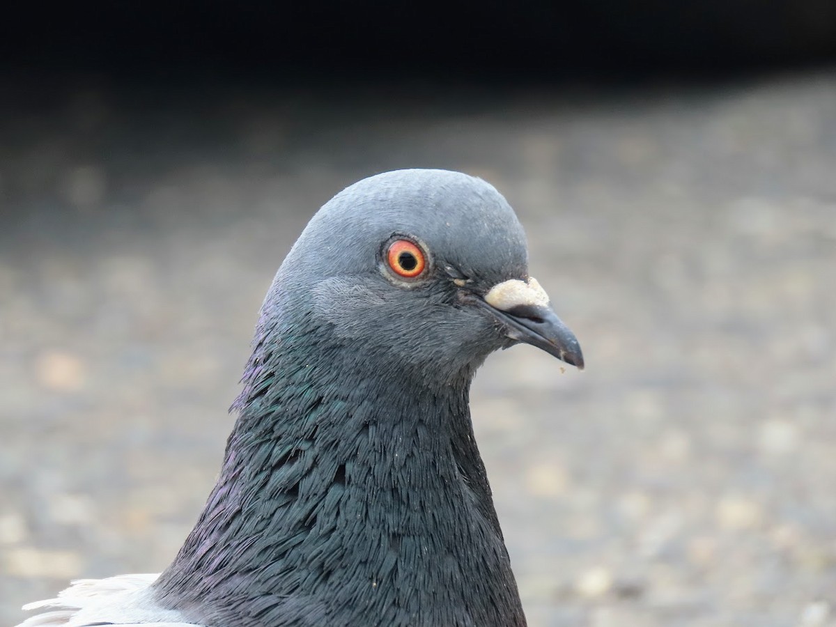 Rock Pigeon (Feral Pigeon) - ML326621141