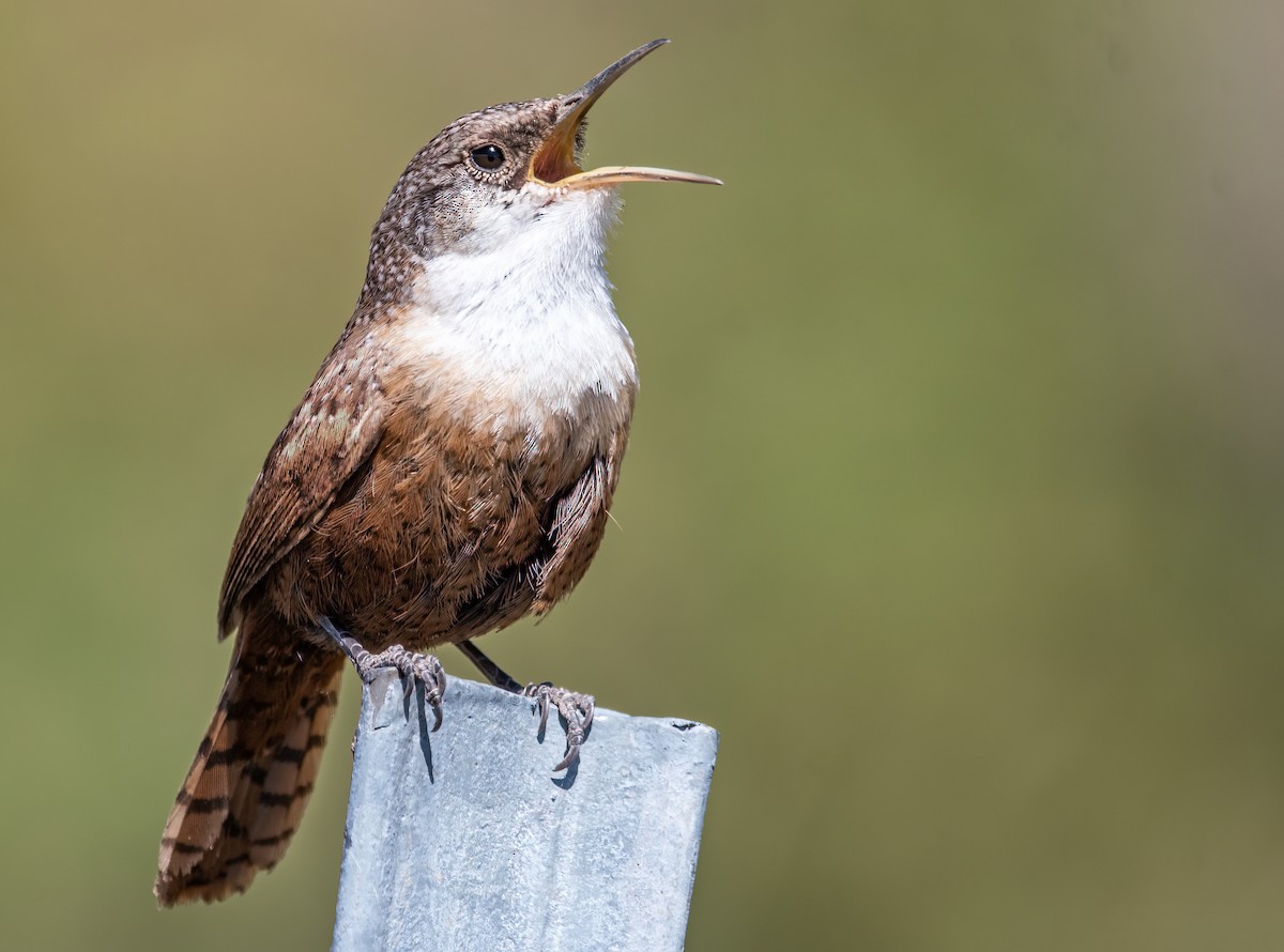 Canyon Wren - ML326621811