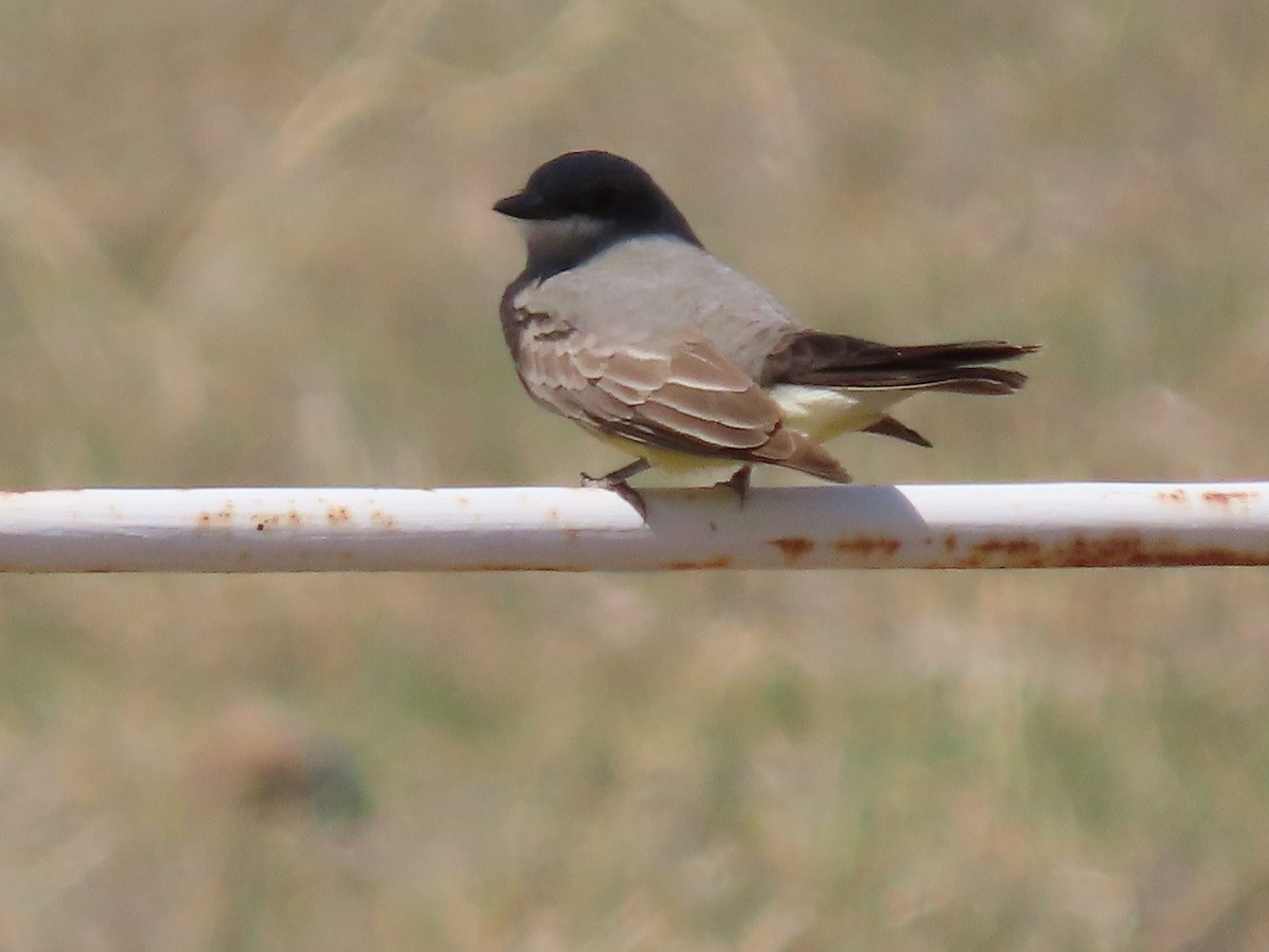 Cassin's Kingbird - ML326622691