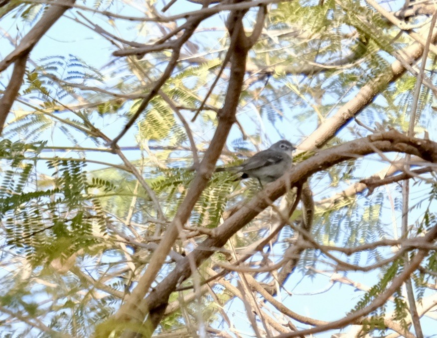 Cassin's/Plumbeous Vireo - Bill Pepper