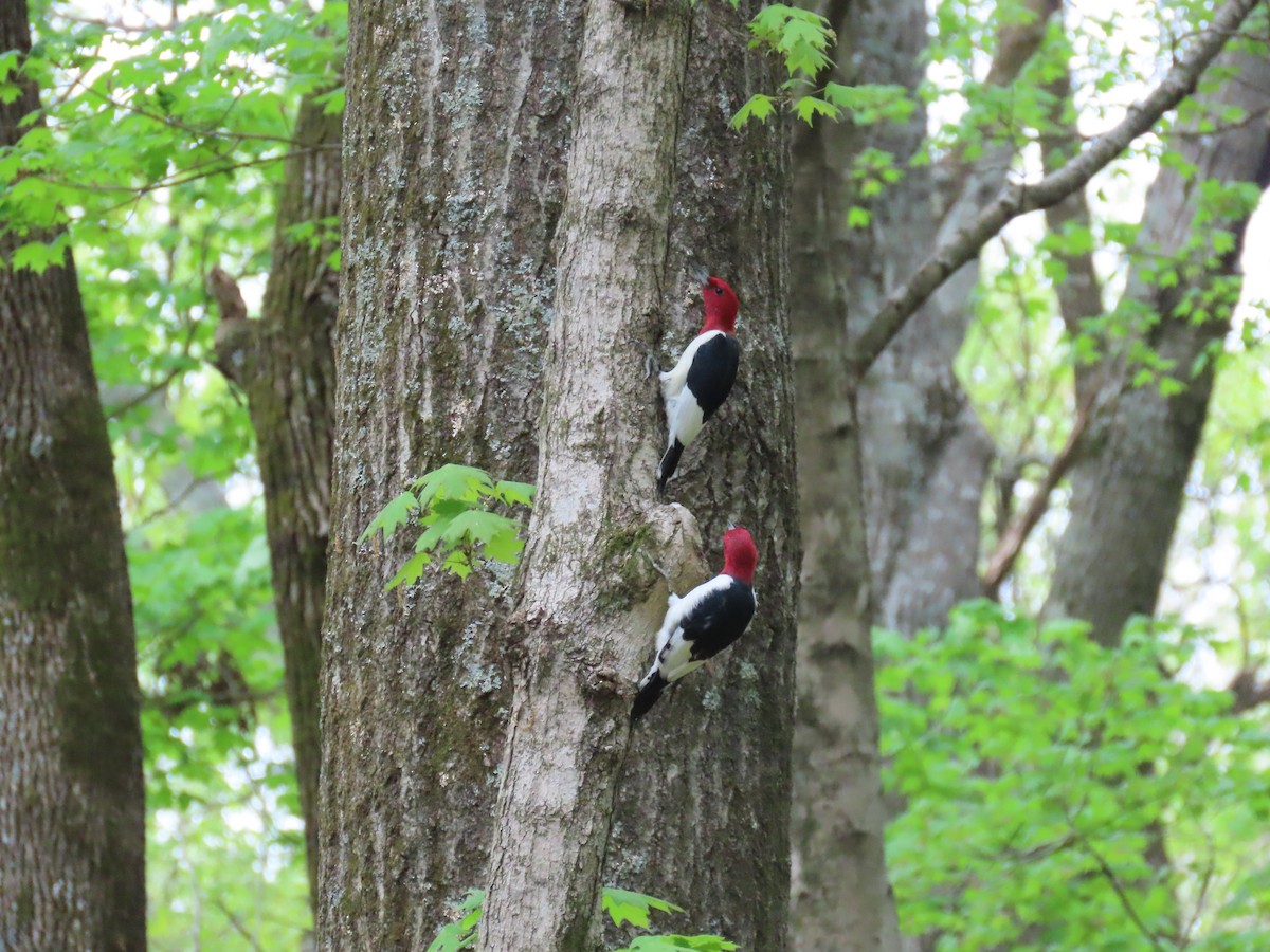 Red-headed Woodpecker - ML326623911