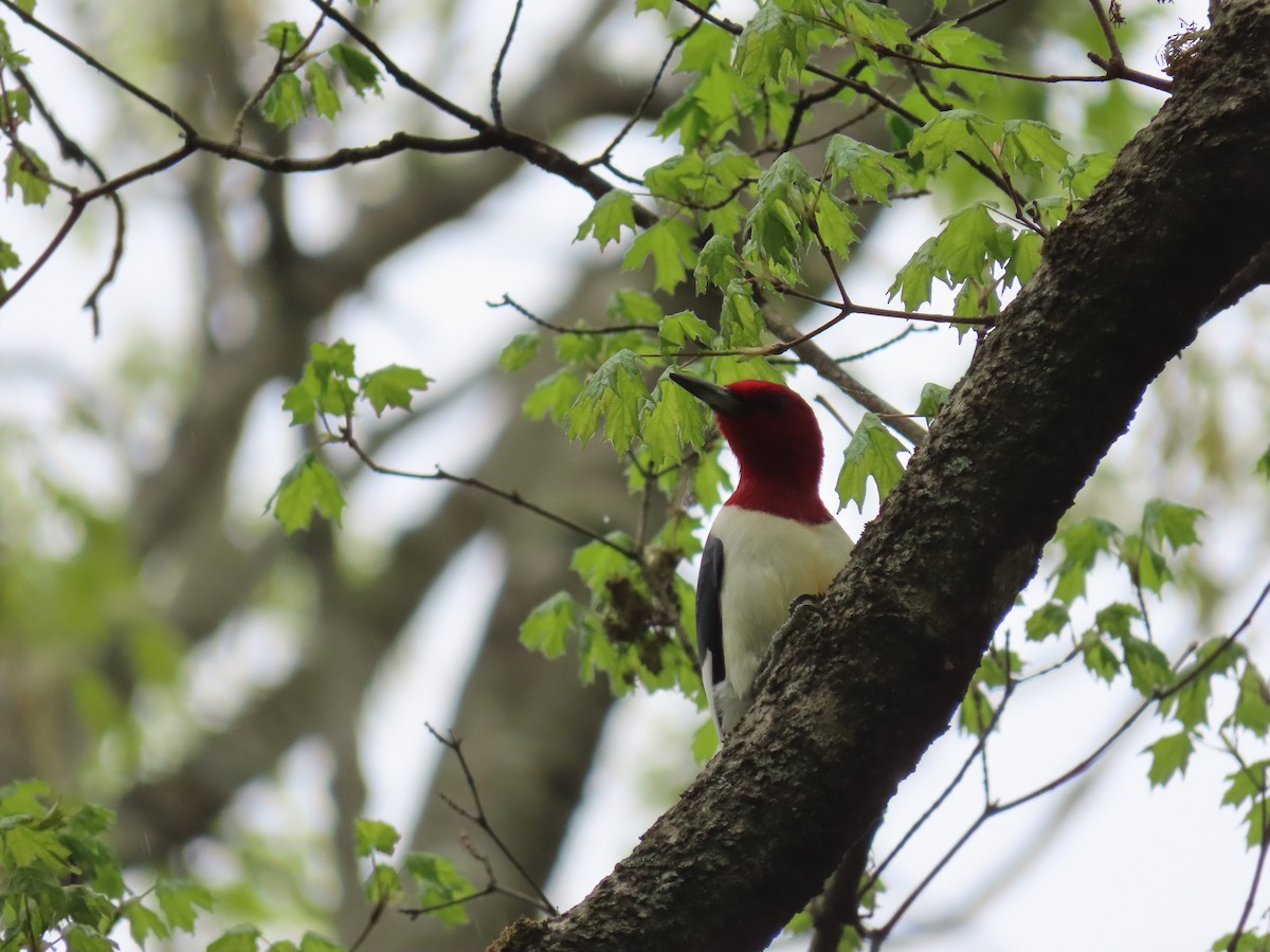Red-headed Woodpecker - ML326623931