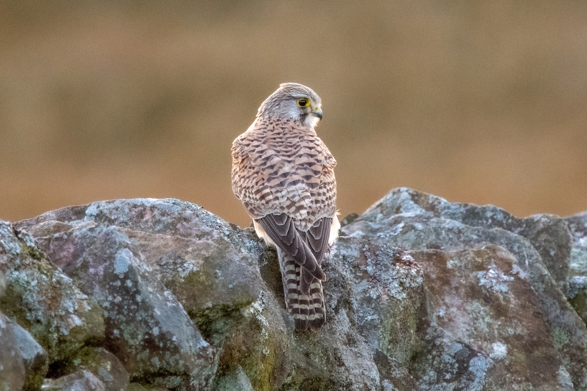 Eurasian Kestrel - ML326626711