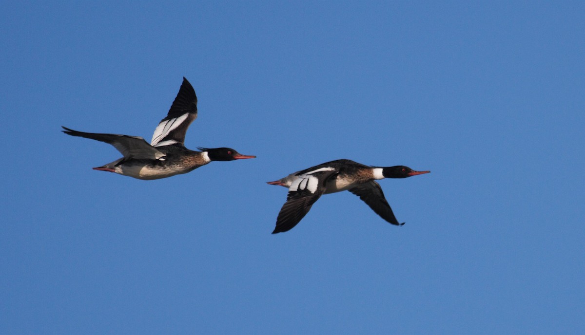 Red-breasted Merganser - ML326628301