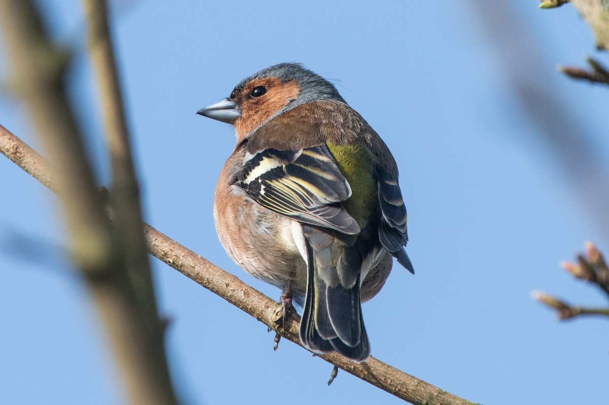 Common Chaffinch - ML326628581