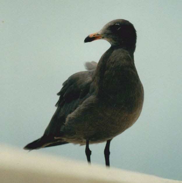 Heermann's Gull - Bill Pranty