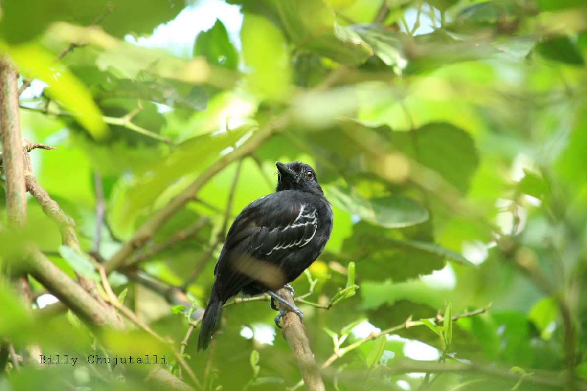 Castelnau's Antshrike - Billy Roller