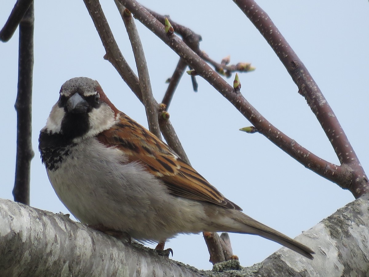 House Sparrow - ML326629201