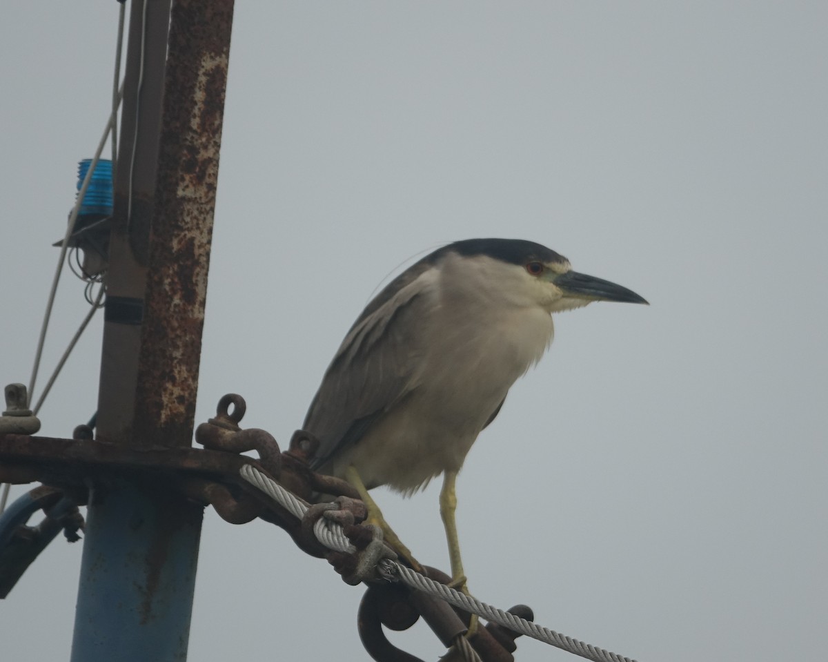 Black-crowned Night Heron - Michael DeWispelaere