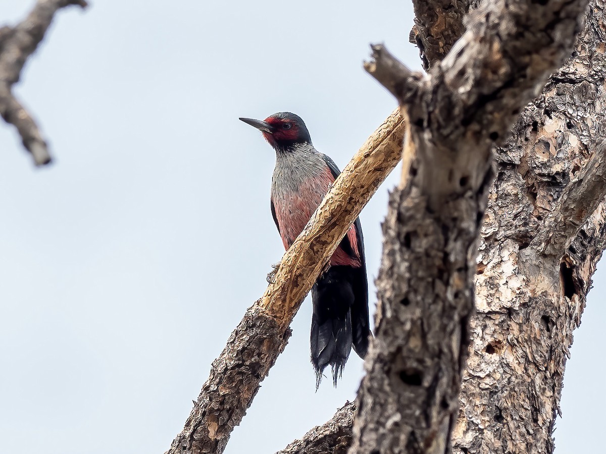 Lewis's Woodpecker - Lee Wallace