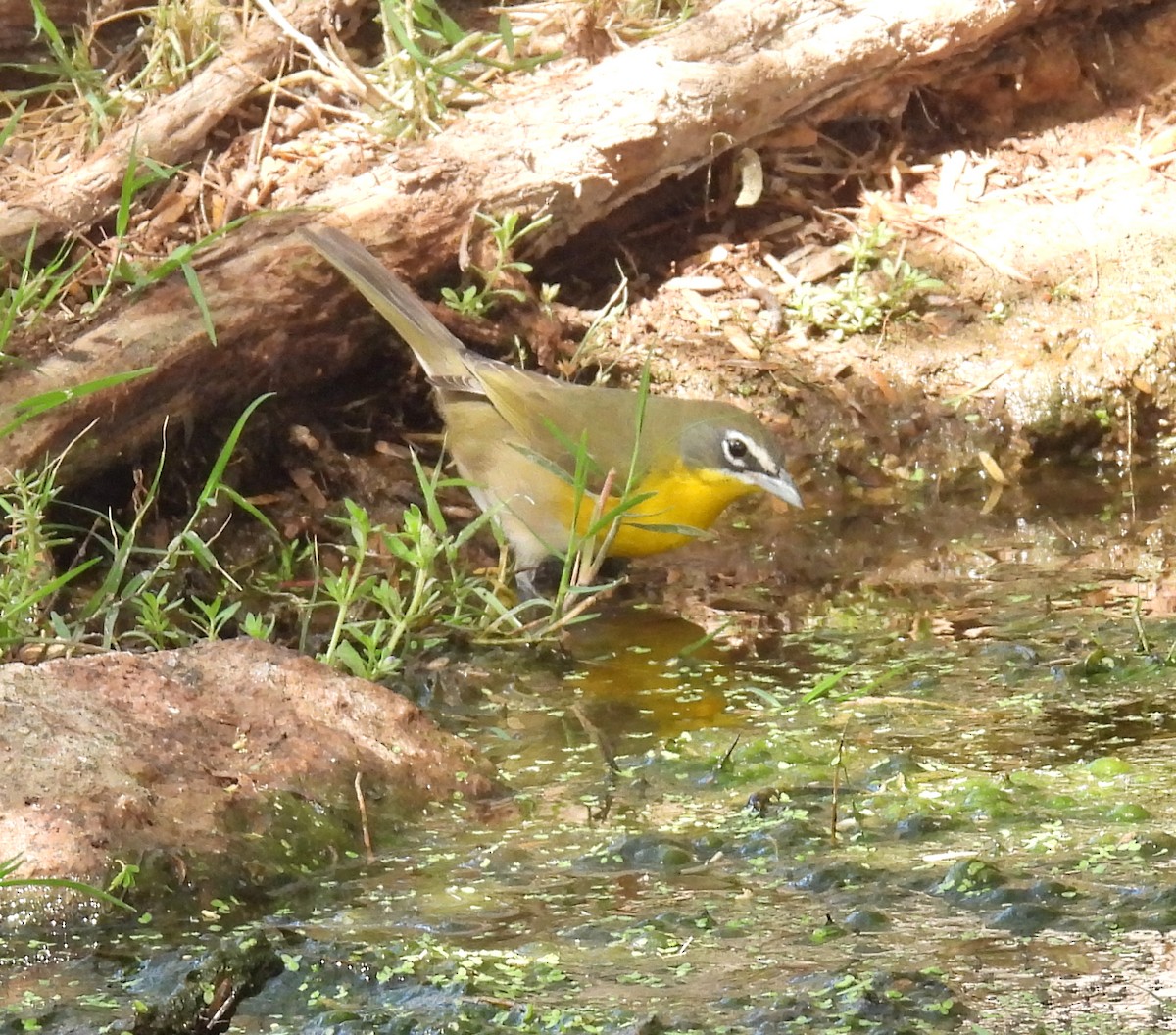 Yellow-breasted Chat - ML326632071