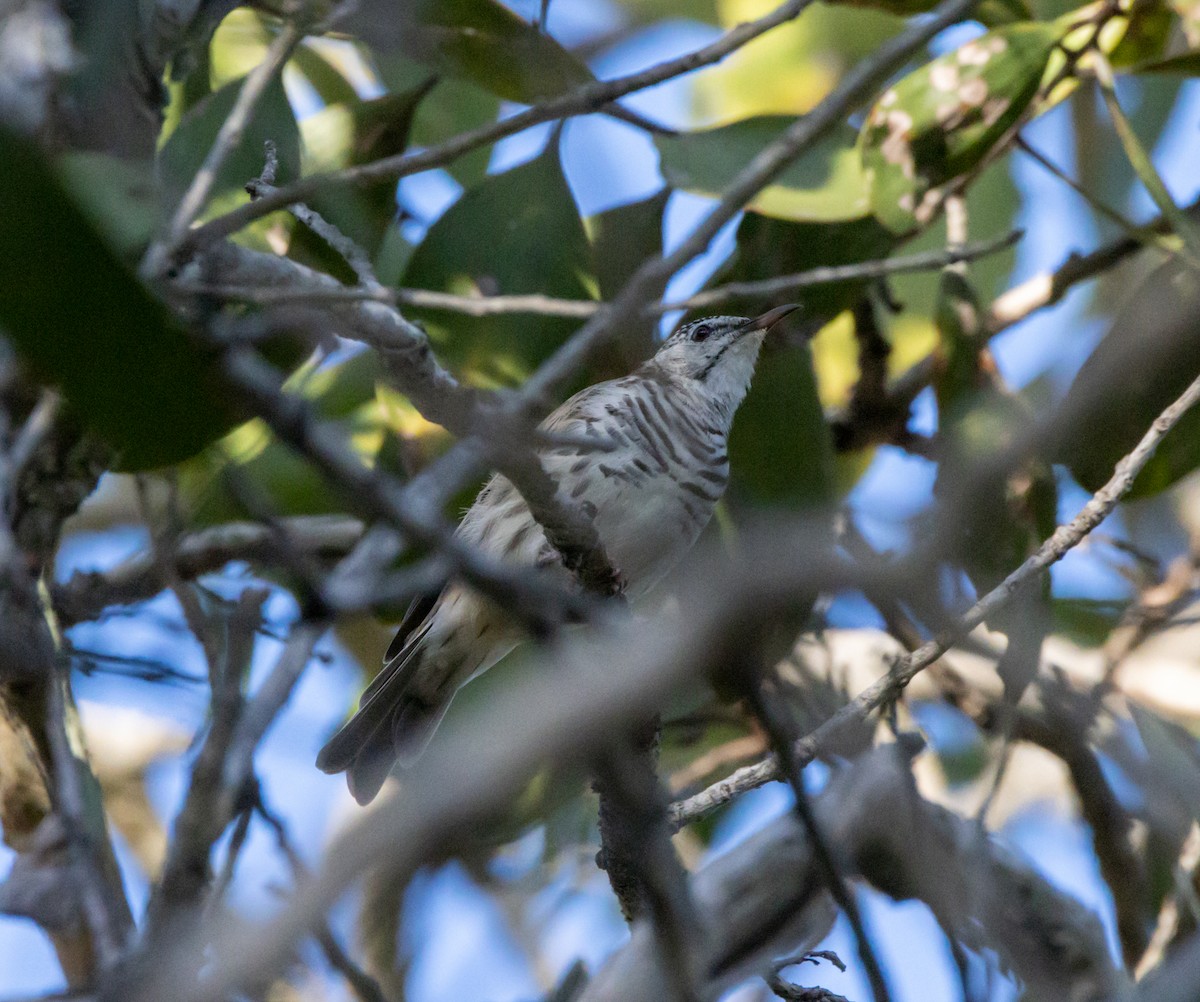 Bar-breasted Honeyeater - ML326632271
