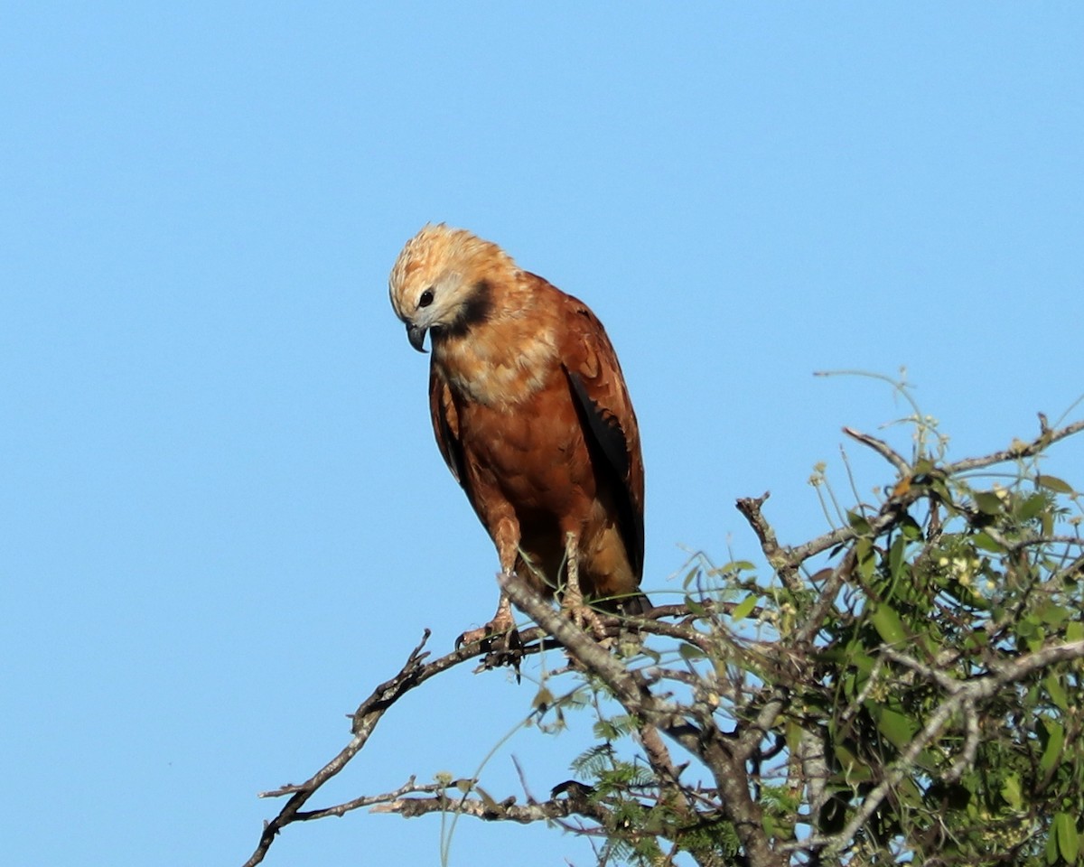 Black-collared Hawk - ML326635681