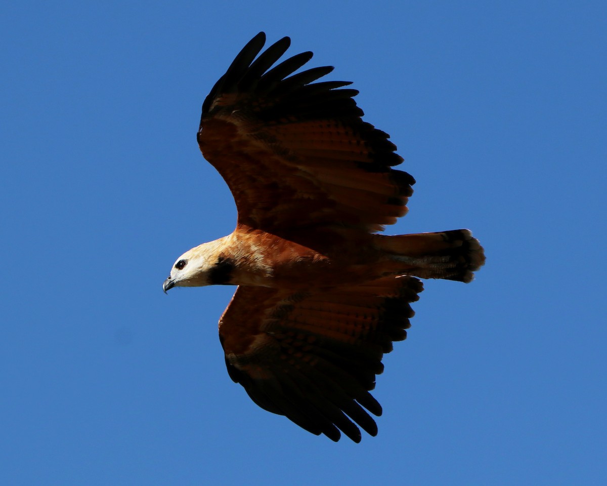 Black-collared Hawk - ML326636341