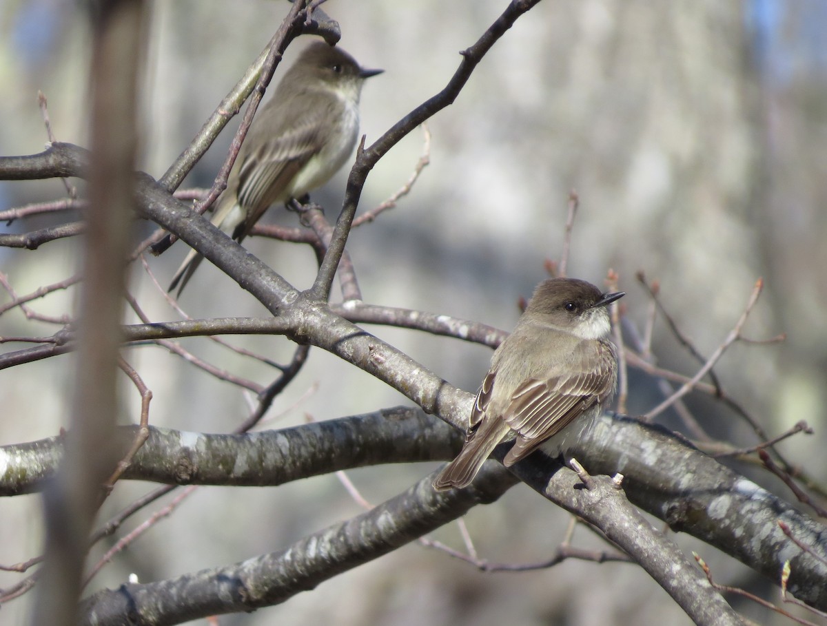 Eastern Phoebe - ML326636441