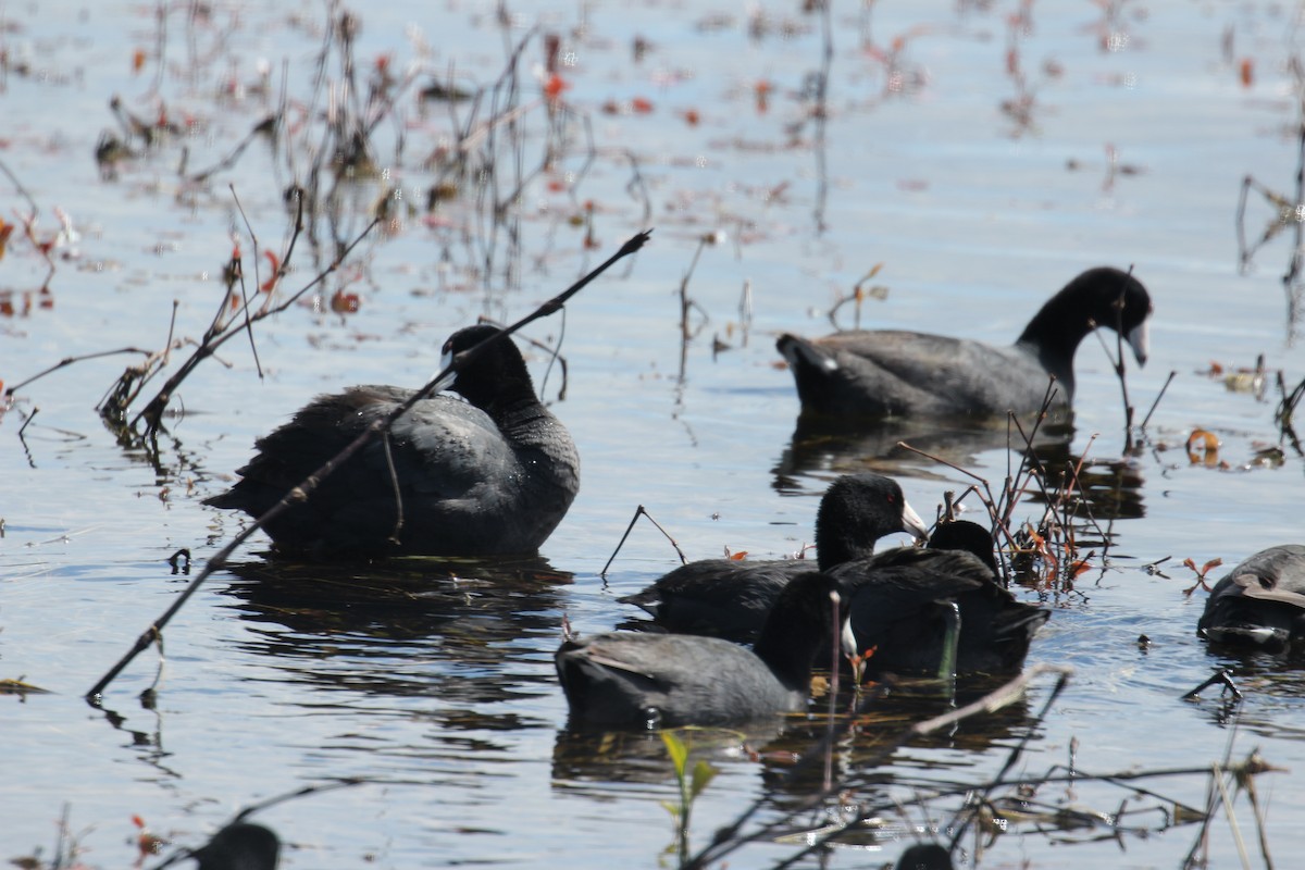 American Coot - ML326636681