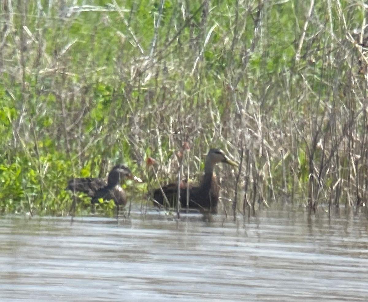 Canard brun - ML326636901