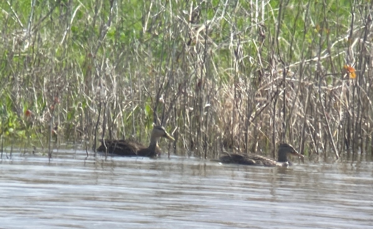 Mottled Duck - ML326637001