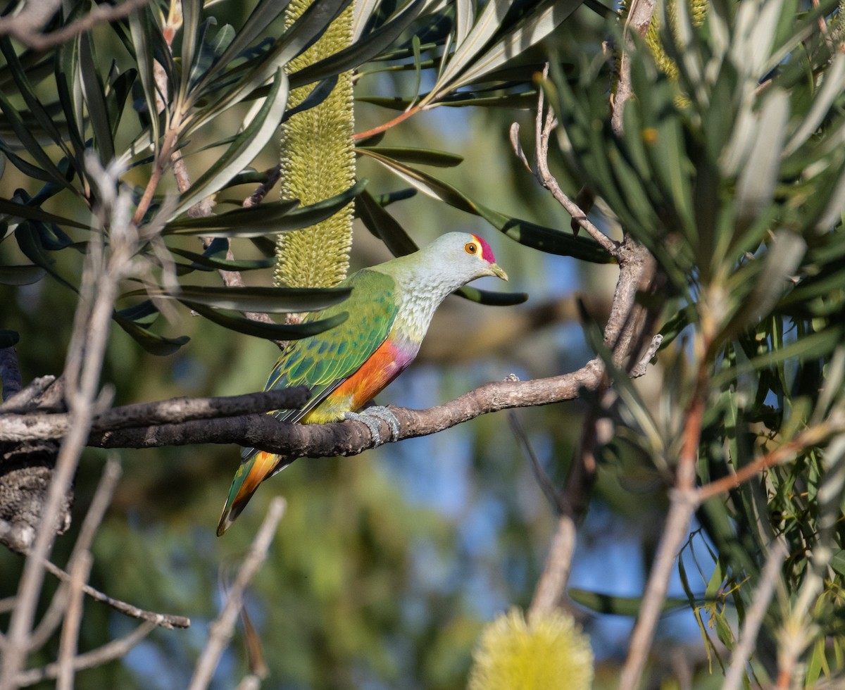 Rose-crowned Fruit-Dove - Andrew Naumann