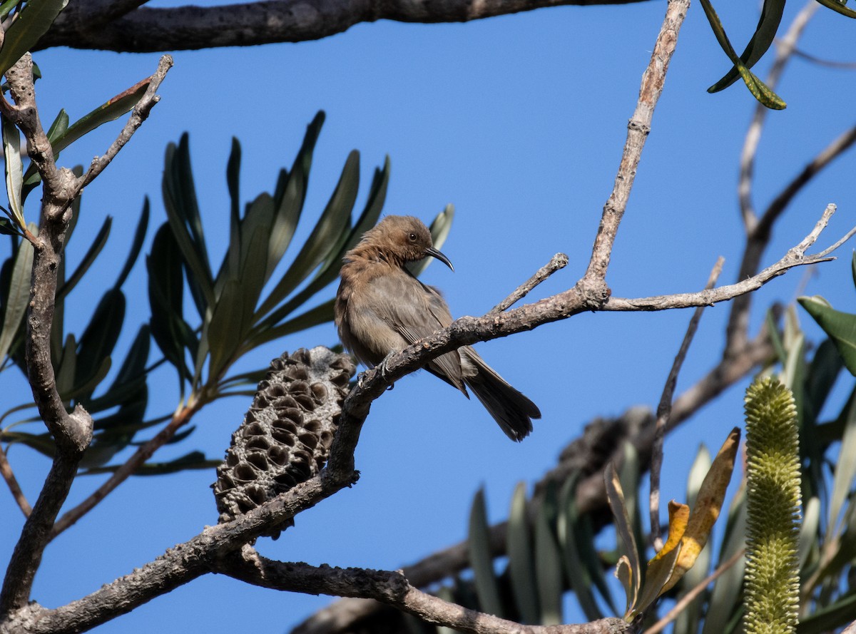 Dusky Myzomela - ML326638311
