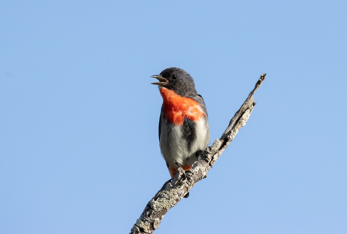 Mistletoebird - ML326638351
