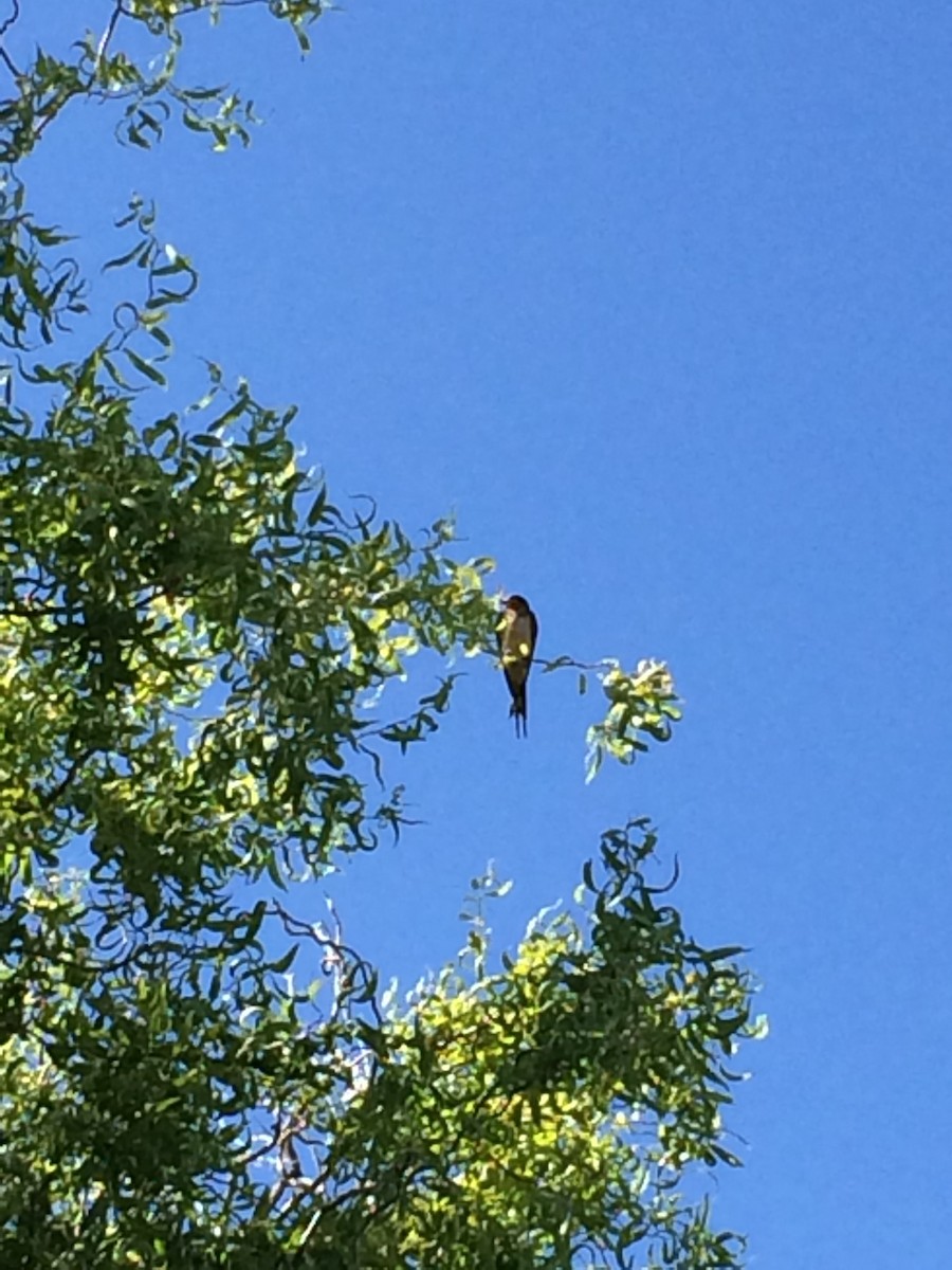 Golondrina Común - ML32663921