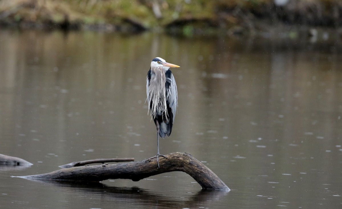 Great Blue Heron (Great Blue) - Jay McGowan