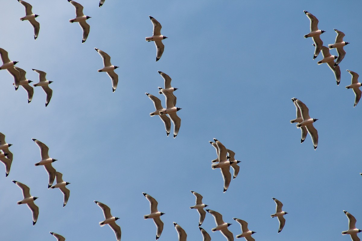 Franklin's Gull - ML326640841