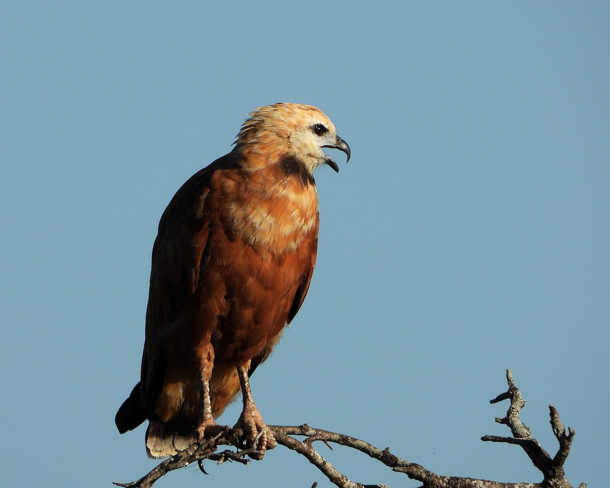 Black-collared Hawk - ML326642131