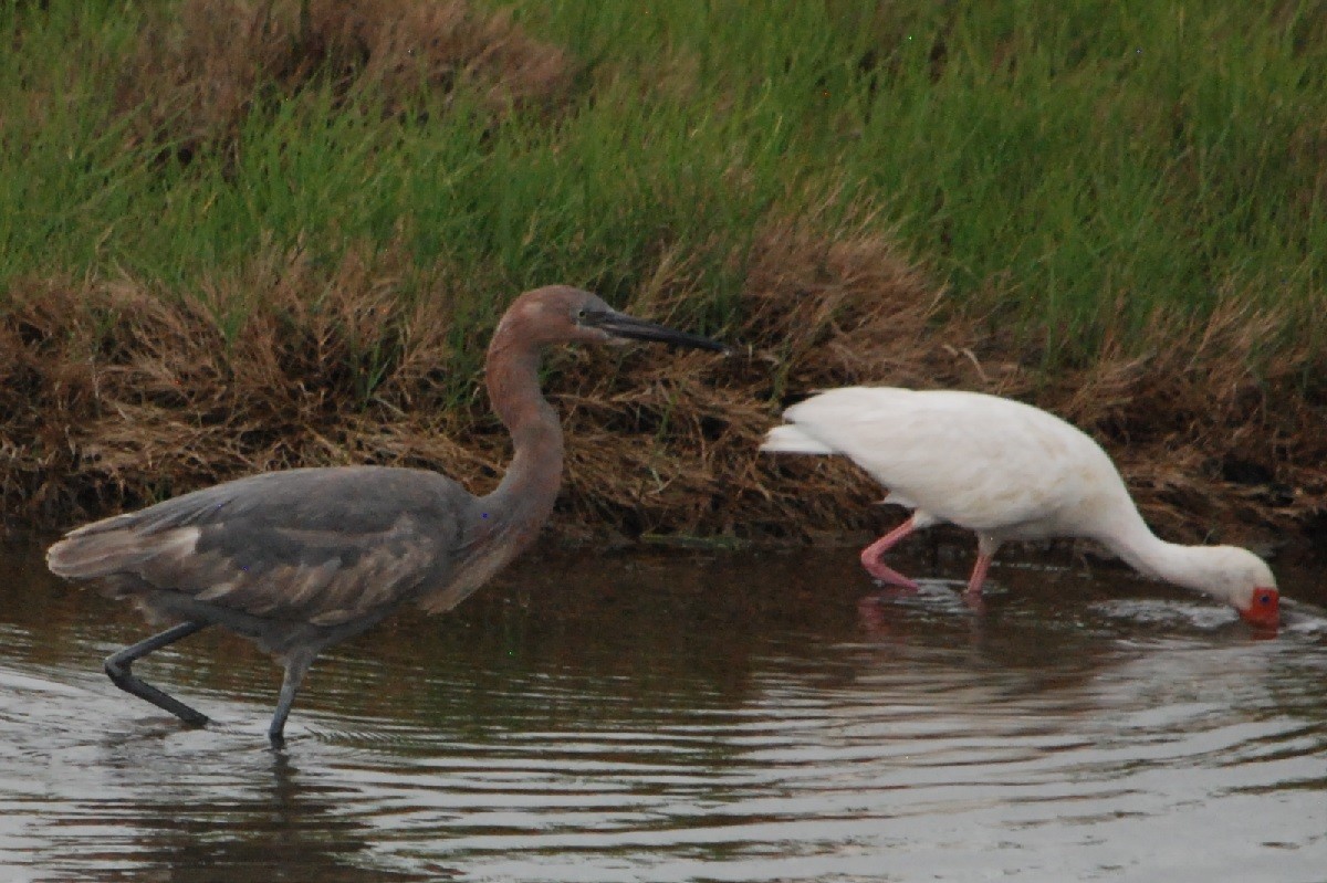 Reddish Egret - Noel Zaugg