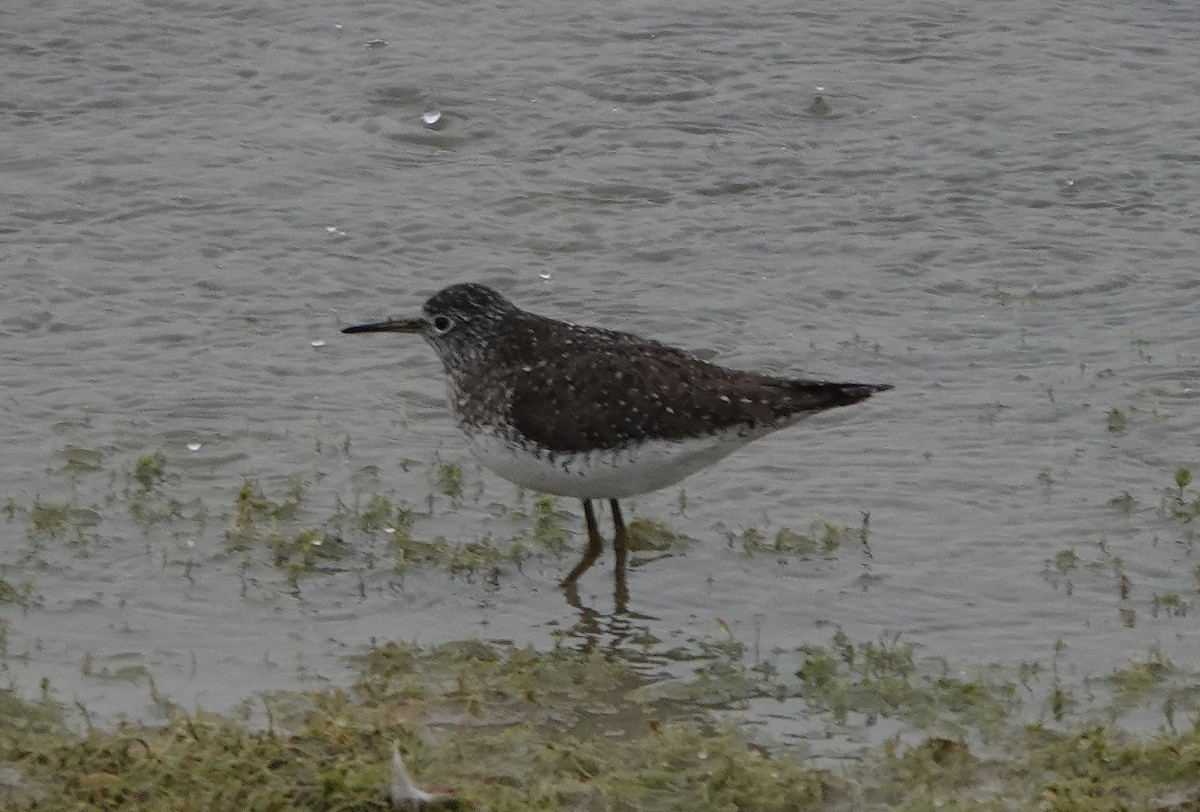 Solitary Sandpiper - ML326642611