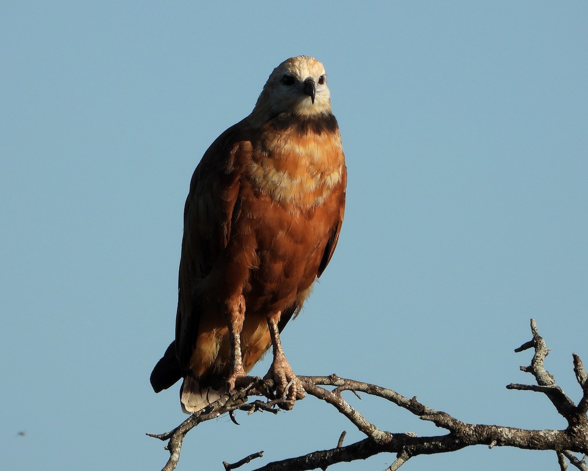 Black-collared Hawk - ML326644511