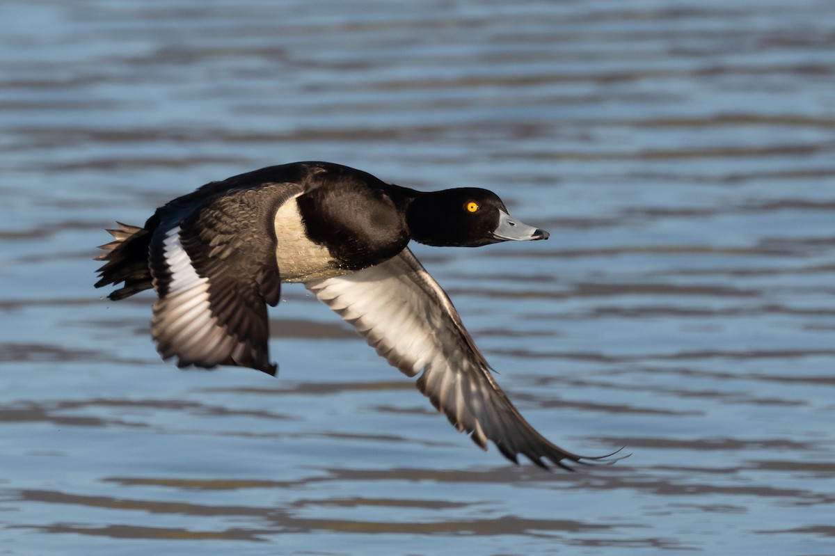 Tufted Duck - ML326646631
