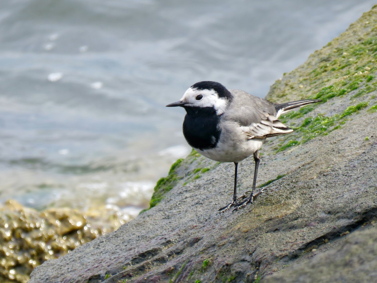 White Wagtail (White-faced) - ML326647601